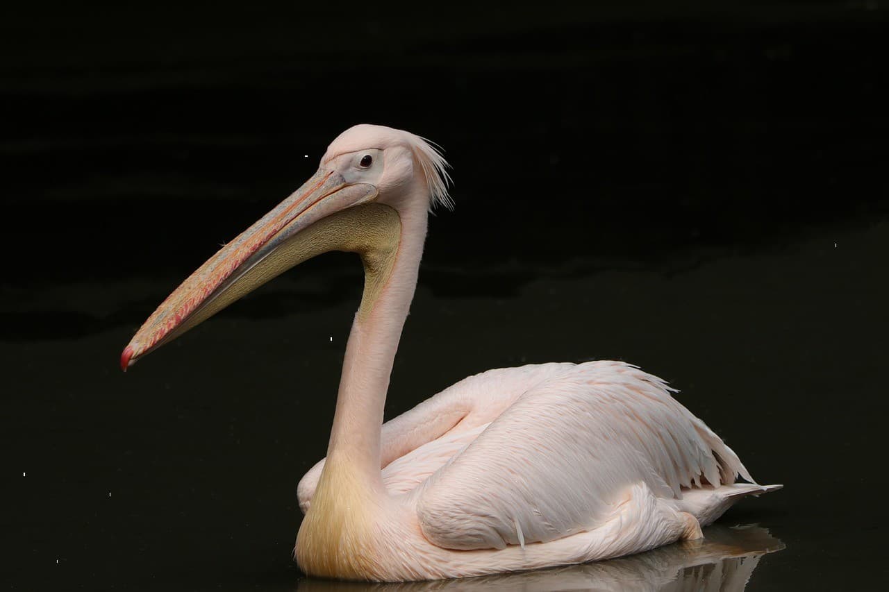 Срочно продам, цена снижена #516